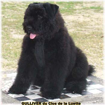 bouvier des flandres photo chiot - Elevage Clos Luette - COPYRIGHT DEPOSE